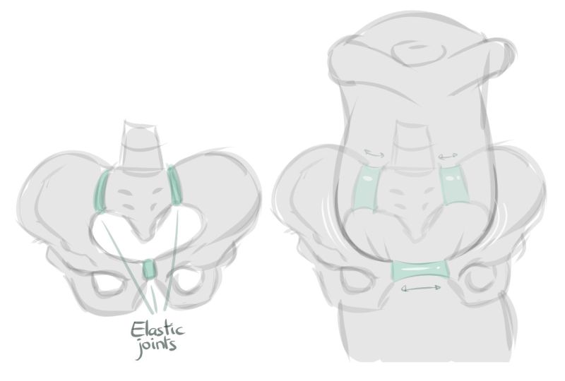 File:ElasticJoints.jpg